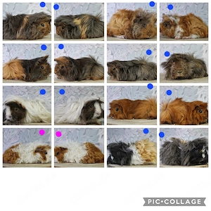 Meerschweinchen Buben und Mädels!
