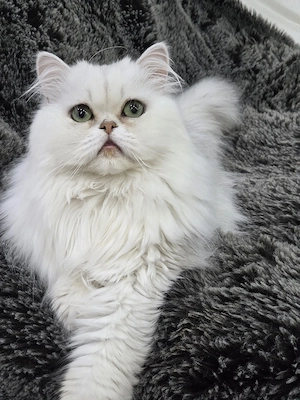 reinrassige Perser Katzen 
