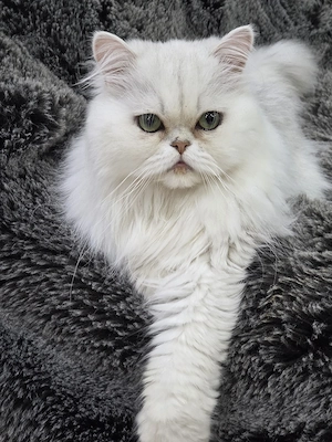 reinrassige Perser Katzen 