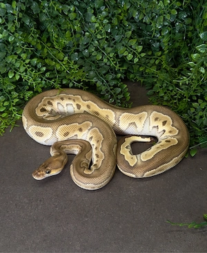 0.1 Mojave Chocolate Clown Königspython