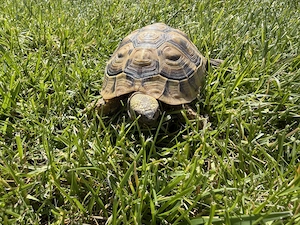 Griechische Landschildkröte (vermutlich Männchen)
