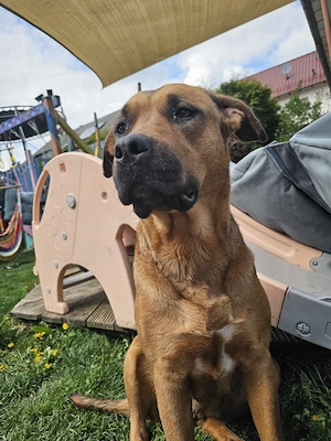 Labrador Mischling 4 jahre 