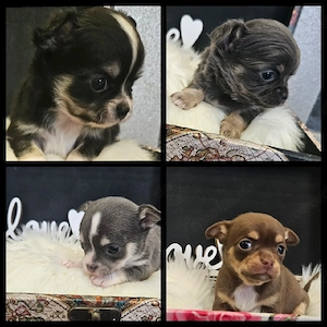 Chihuahua Welpen  blue, black, schoko