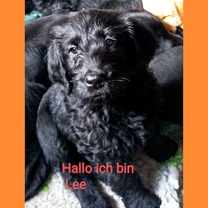 Labradoodle Welpen F1 blond und schwarz mit Ahnentafel suchen ihre Lieblingsmenschen