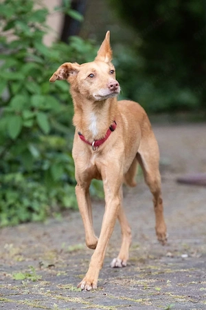 Santi , 10 jähriger Podenco-Rüde, sucht sein Für-Immer-Zuhause