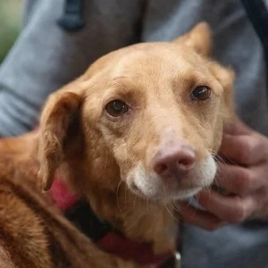 Santi , 10 jähriger Podenco-Rüde, sucht sein Für-Immer-Zuhause Bild 3