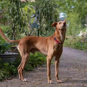 Santi , 10 jähriger Podenco-Rüde, sucht sein Für-Immer-Zuhause Bild 4