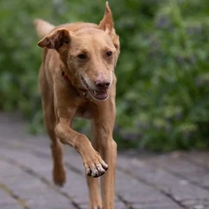 Santi , 10 jähriger Podenco-Rüde, sucht sein Für-Immer-Zuhause Bild 2