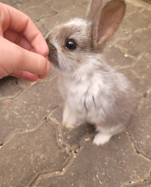 DRINGEND 2 kleine zwergkaninchen abzugeben Bild 2