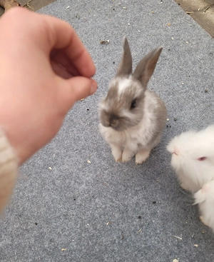 DRINGEND 2 kleine zwergkaninchen abzugeben Bild 5