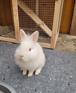 DRINGEND 2 kleine zwergkaninchen abzugeben Bild 4