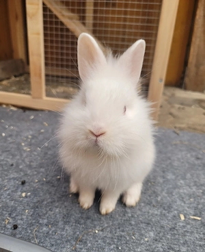 DRINGEND 2 kleine zwergkaninchen abzugeben Bild 3