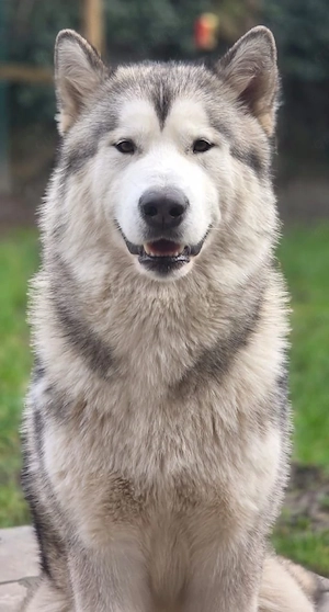 Alaskan Malamute