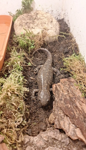 1,2 Tigersalamander NZ 25
