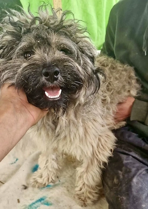 Zauberhaftes Wuschelmädchen Joy   vom geliebten Zuhause ins Shelter Bild 8