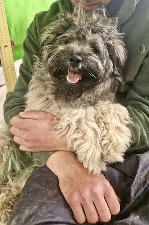 Zauberhaftes Wuschelmädchen Joy   vom geliebten Zuhause ins Shelter Bild 6