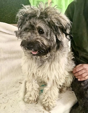 Zauberhaftes Wuschelmädchen Joy   vom geliebten Zuhause ins Shelter Bild 7
