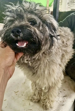 Zauberhaftes Wuschelmädchen Joy   vom geliebten Zuhause ins Shelter Bild 9