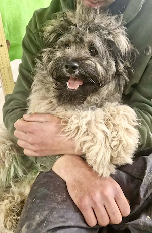 Zauberhaftes Wuschelmädchen Joy   vom geliebten Zuhause ins Shelter Bild 5