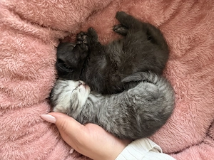 BKH Kitten suchen liebevolles zu Hause 