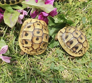Griechische Landschildkröten NZ 2024 23