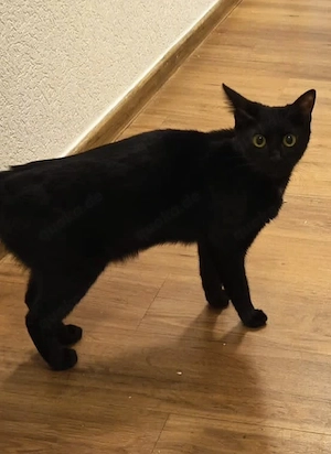 Süße Hauskatze abzugeben 