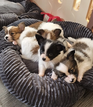 Papillon Welpen mit einem kleinen Hauch Pomchi 