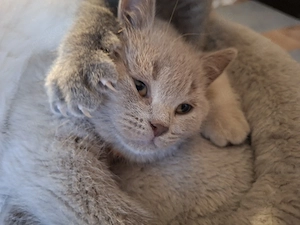 Süße Kitten verspielt