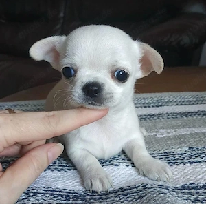 Süsse Chihuahuawelpen mit Ahnentafel