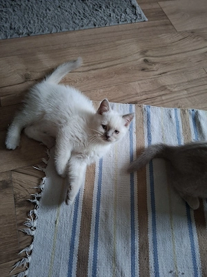 Süße Kitten abgabebereit 