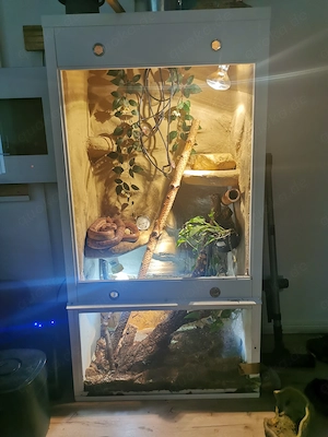 Kornnattern mit Terrarium zu verkaufen 