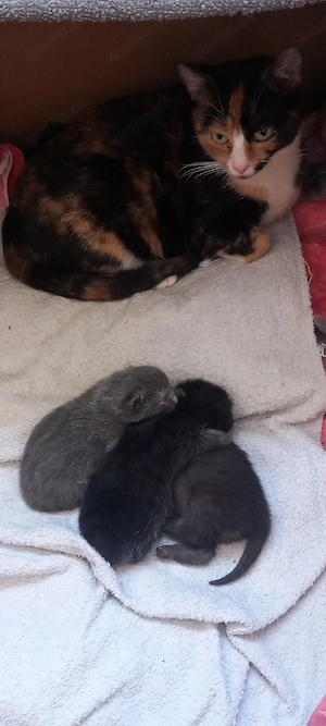 Katze + Katzenjunge