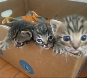 2 Bengal - Mix Kätzchen suchen ein Zuhause Bild 2