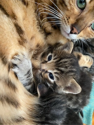 2 Bengal - Mix Kätzchen suchen ein Zuhause