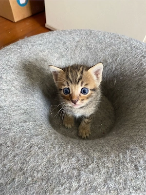 2 Bengal - Mix Kätzchen suchen ein Zuhause Bild 4