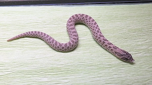 Heterodon nasicus   Hakennasennattern   Hognose   Arctic Lavender & Lavender Nachzuchten 2026    Bild 2