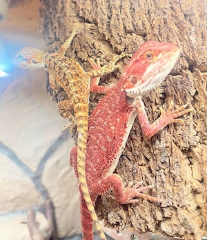 Baby Bartagamen NZ Januar 2026 (pogona vitticeps)