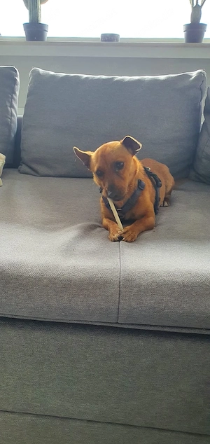 Mogli, kleiner Pinscher Mix Rüde 
