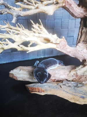 Wunderschönes Black Night Weibchen, Leopardgecko BN