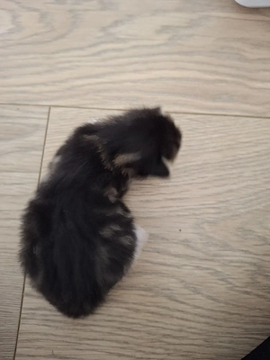 Main Coon Kitten Mix 