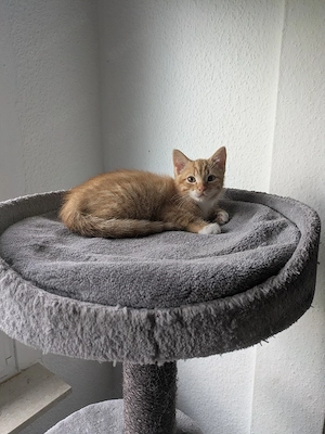BKH Mix Kitten 