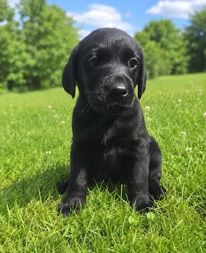 Labradorwelpe 