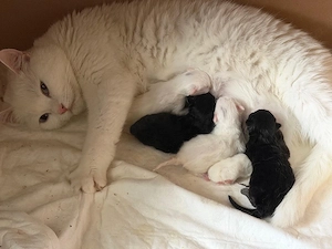 4 Wundervolle Kitten ab August abzugeben  