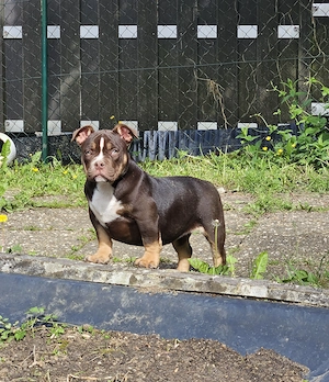 Wunderschöne American Bully Hündin, 14 Wochen alt, top versorgt & bereit für ihr neues Zuhause!!