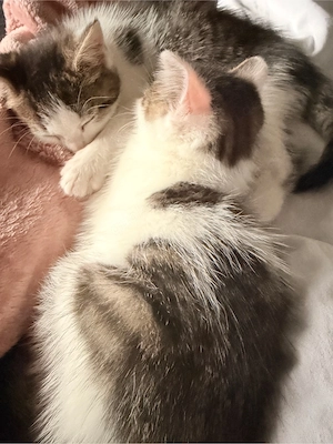 katzenbabys