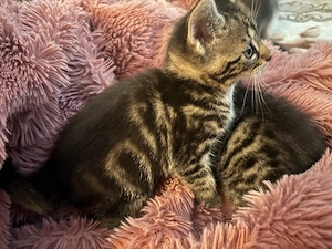 2 Baby Mischling Katzen geb 1.4.26