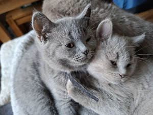 BKH Kitten Abgabebereit
