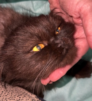 junge Perserkatze weiblich