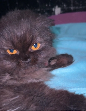 junge Perserkatze weiblich