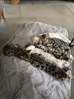  Bengal-Kätzchen